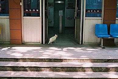 数据挖掘发现《Switch运动》与动森使用相同游戏引擎